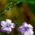 flower icon for alq