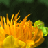 flower icon for APGE