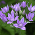 Bem flower icon