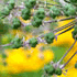 flower icon for BWASS