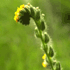 CSEIS flower icon