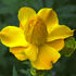 flower icon for HDLF