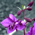 flower icon for dlwmr