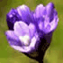 FWBSS flower icon