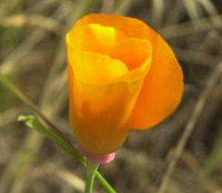 flower icon for HSUPS