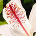 flower icon for IMIC