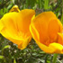 Flower icon for WELLS