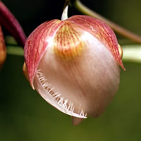 Flower icon for MBI