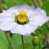 MLQ flower icon