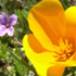 mindgarden flower icon