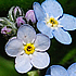 flower icon for ODQ