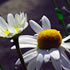 flower icon for pcq