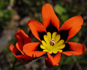 flower icon for PDACL
