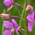 flower icon for PSS