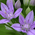 flower icon for APGE