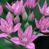 flower icon for SSSRS