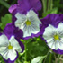 flower
 icon for STAI
