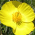 flower icon for URES