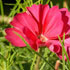 flower icon for WAYSS