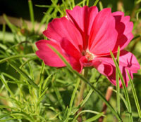 flower icon for WAYS