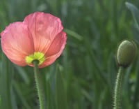 Pink flower mindgarden logo