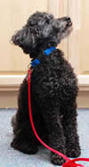 Val's dog
